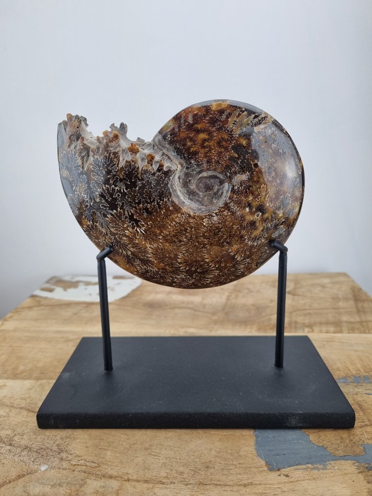 Ammonite - Fossilised shell - Cleoniceras - 14 cm - 11 cm #4.3