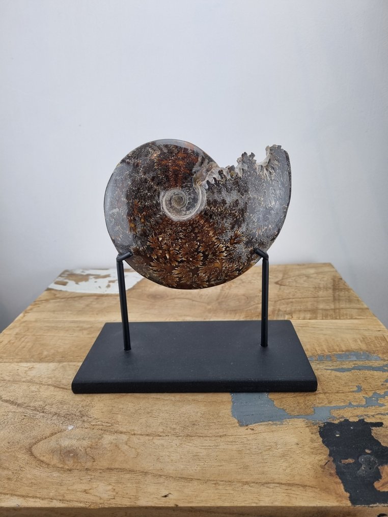 Ammonite - Fossilised shell - Cleoniceras - 14 cm - 11 cm #1.0