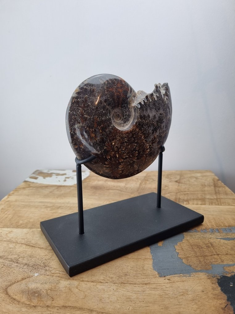 Ammonite - Fossilised shell - Cleoniceras - 14 cm - 11 cm #1.0