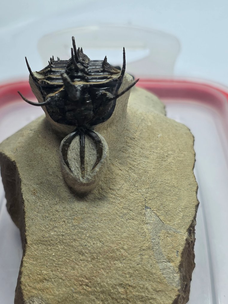 Trilobite - Fosszilizálódott állat - Walliserops issimourensis / Ptychopariida #4.3