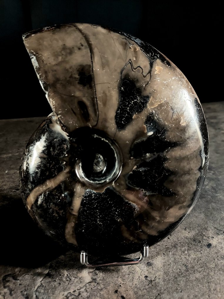 warned - Fossilised animal - cleoniceras + cleoniceras con ematite - 160 mm - 125 mm #4.3