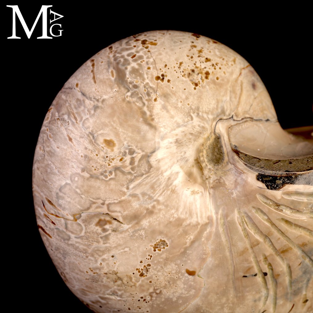 Fossil Nautilus – Aragonite GEM Ένα Αρχαίο Πνεύμα των Ωκεανών. - Ύψος: 100 mm - Πλάτος: 84 mm- 555 g #4.3