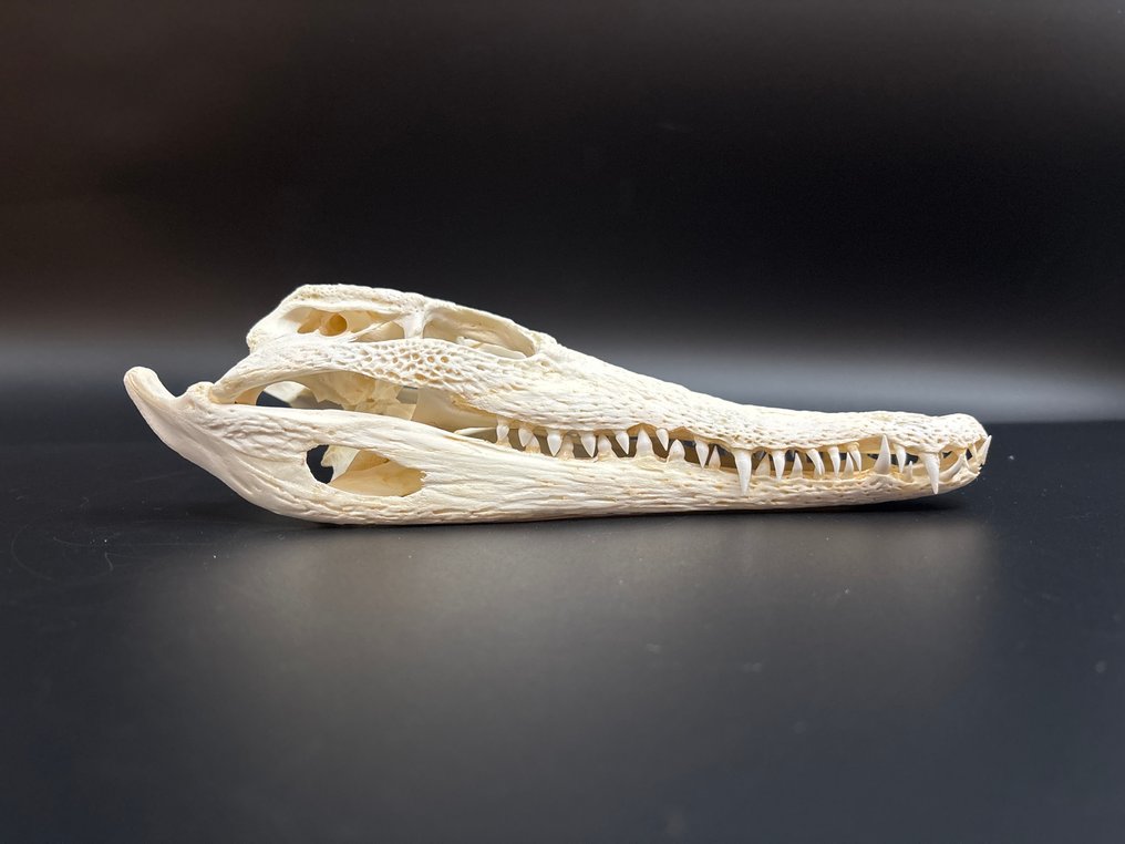 Nile Crocodile Craniu - Crocodylus niloticus - 6 cm - 9 cm - 23.5 cm- CITES Anexa II - Anexa B din UE - (1) #4.3