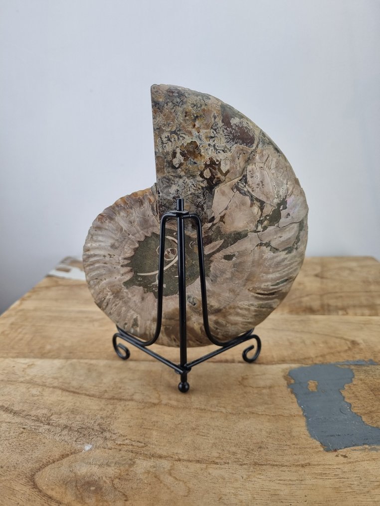 Ammonite - Fossilised shell - Aioloceras (Cleoniceras) sp. - 15 cm - 12.5 cm (No reserve price) #3.2