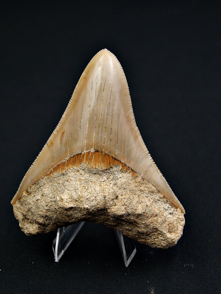 Megalodon - Fossil tooth - Otodus Megalodon #1.0