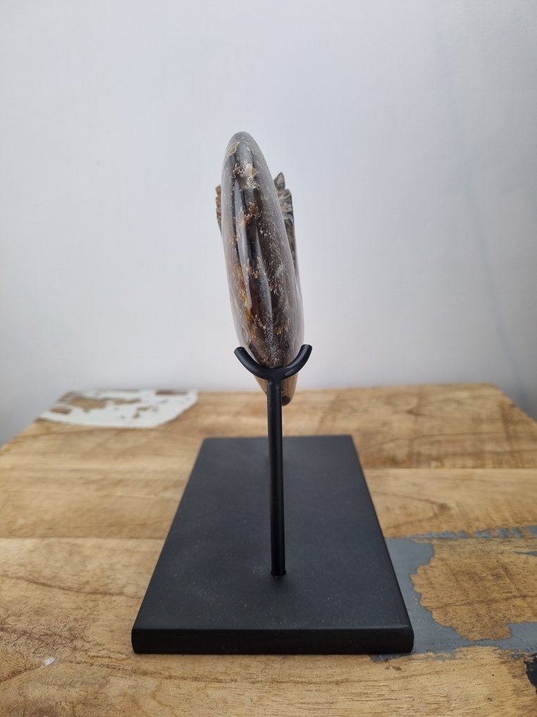 Ammonite - Fossilised shell - Cleoniceras - 14 cm - 11 cm #2.1