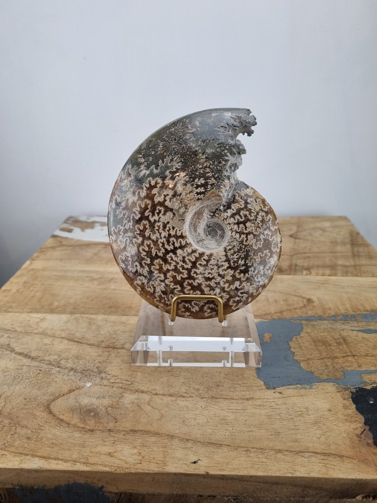 !!Geen minimumprijs!! Ammoniet + standaard - Gefossiliseerde schelp - Cleoniceras - 13.5 cm - 10.5 cm (Zonder Minimumprijs) #1.0