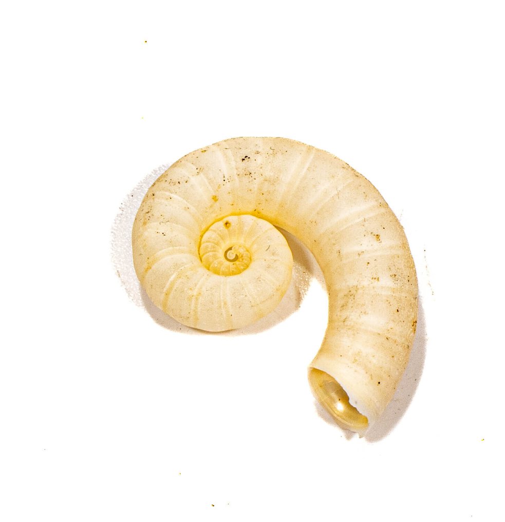 邮票壳螺 骨架 - Spirula spirula┼ ***OHNE MINDESTPREIS*** - 0 mm - 0 mm - 25 mm- 非《瀕臨絕種野生動植物國際貿易公約》物種 -  (1) #3.2