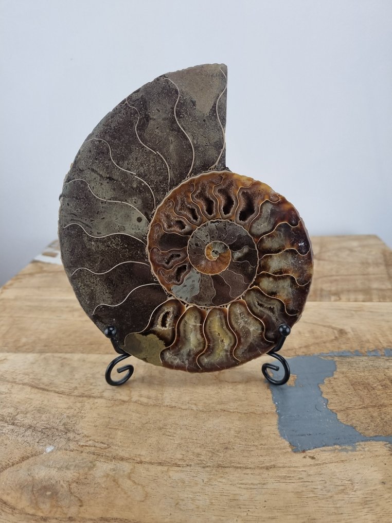 Ammonite - Fossilised shell - Aioloceras (Cleoniceras) sp. - 15 cm - 12.5 cm (No reserve price) #1.0