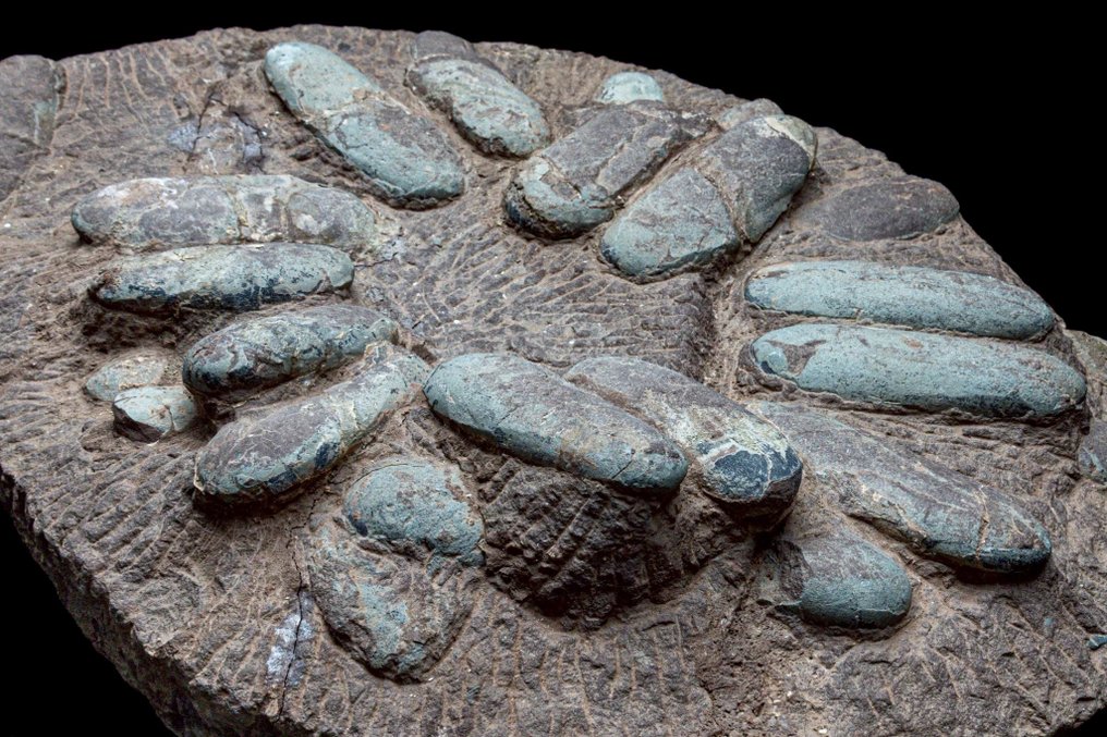 化石 - Fossil matrix - Oviraptor sp. - 64 cm - 50 cm #4.3