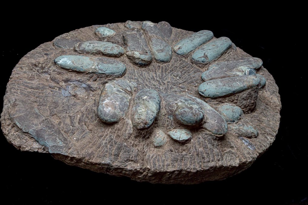 化石 - Fossil matrix - Oviraptor sp. - 64 cm - 50 cm #2.1