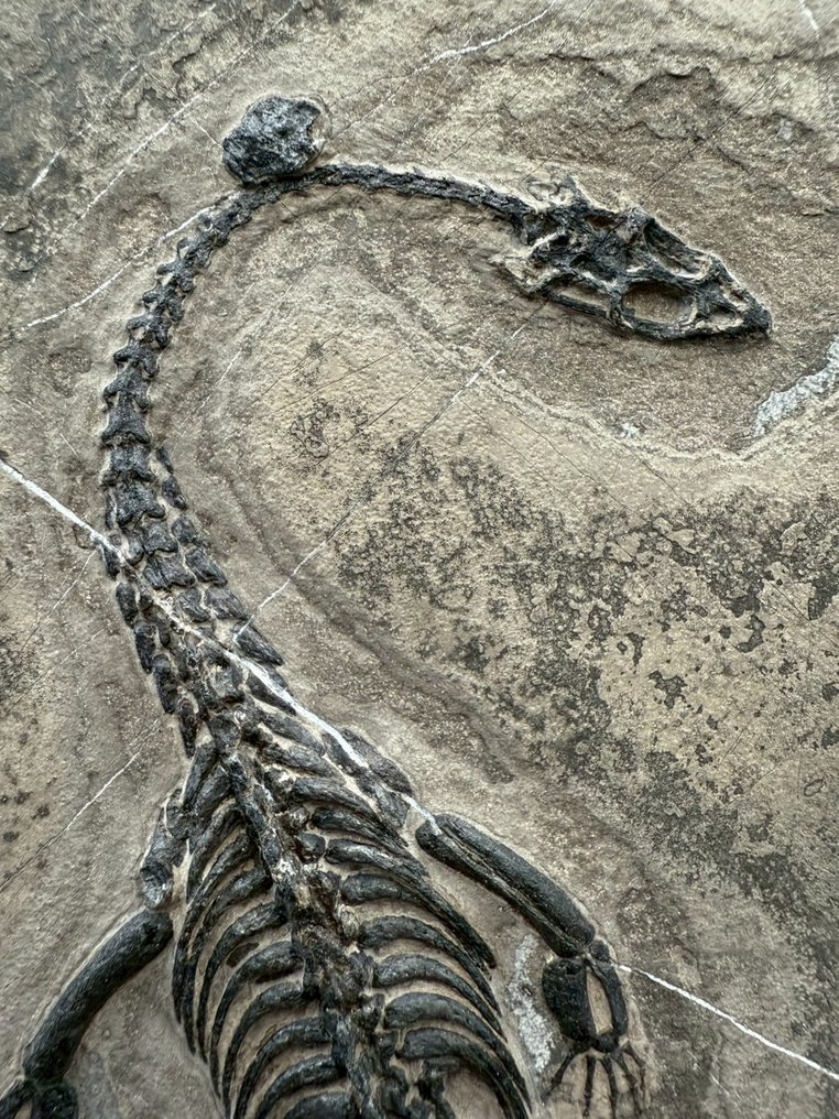 Fossiles - Matrice fossile - Keichousaurus sp. - 28 cm - 16 cm #2.1