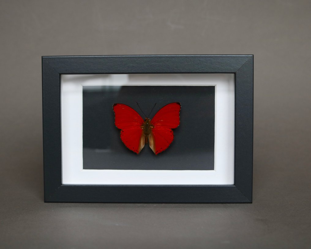 昆蟲 標本全身支架 - Cymothoe sangaris - 18 cm - 13 cm - 2 cm - 非《瀕臨絕種野生動植物國際貿易公約》物種 - 1 #1.0