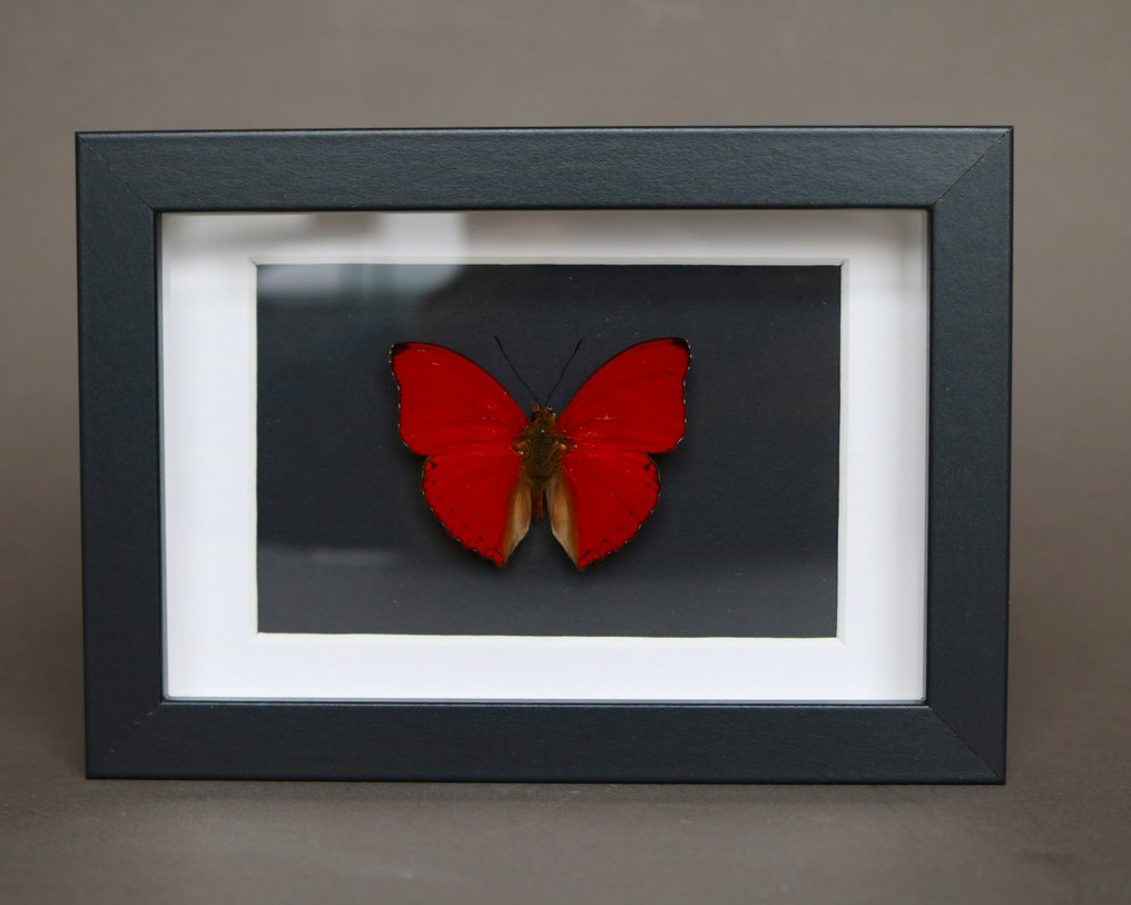 昆蟲 標本全身支架 - Cymothoe sangaris - 18 cm - 13 cm - 2 cm - 非《瀕臨絕種野生動植物國際貿易公約》物種 - 1 #2.1