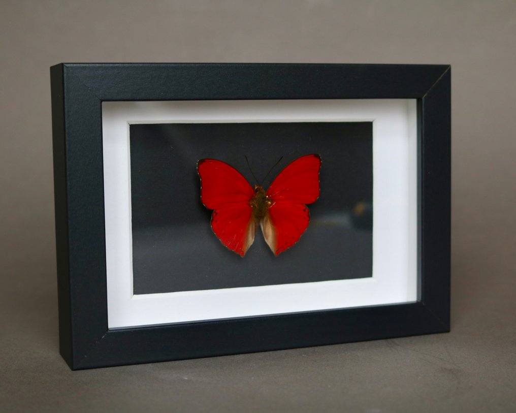 昆蟲 標本全身支架 - Cymothoe sangaris - 18 cm - 13 cm - 2 cm - 非《瀕臨絕種野生動植物國際貿易公約》物種 - 1 #1.0