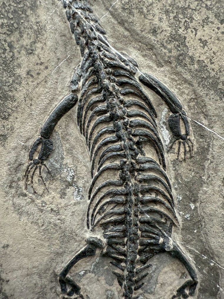 Fossiles - Matrice fossile - Keichousaurus sp. - 28 cm - 16 cm #3.2