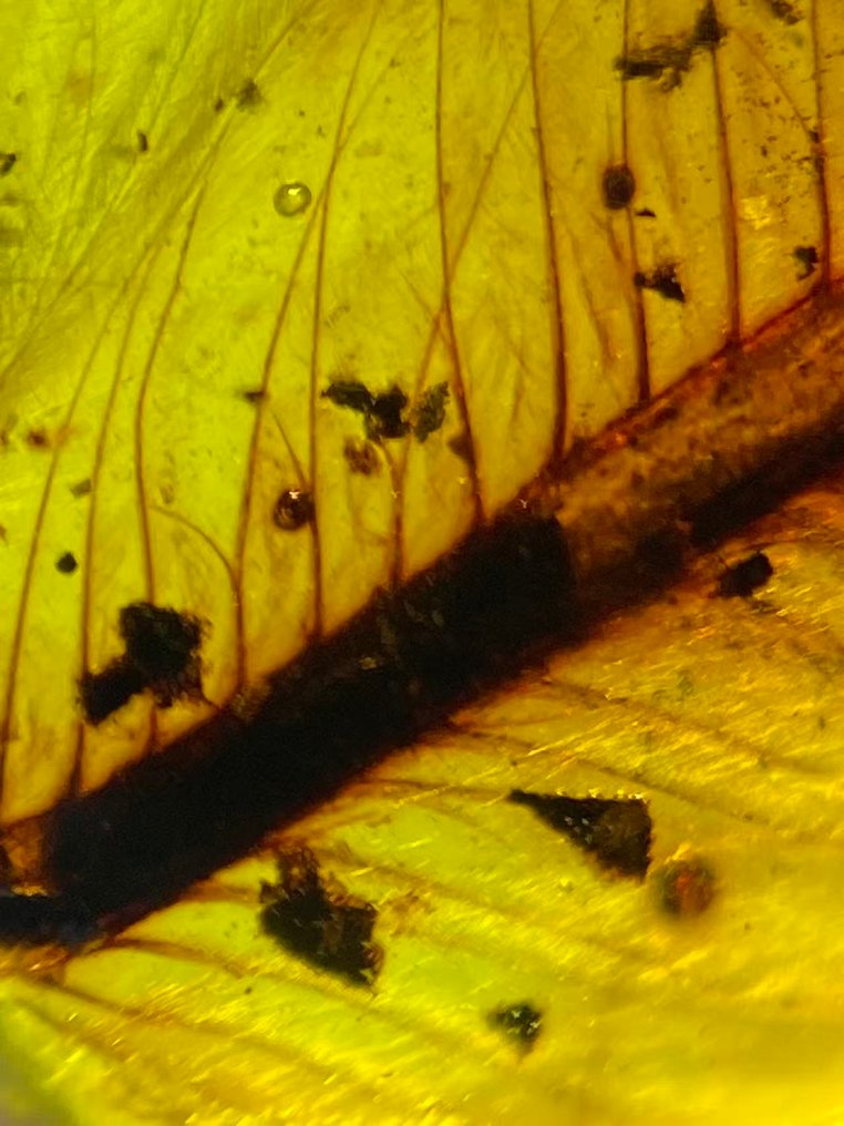 B - feather in amber - 11.6 mm - 11.1 mm #1.0