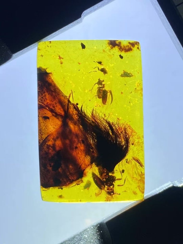 Amber - Dandelion - 23.5 mm - 15.4 mm #3.2