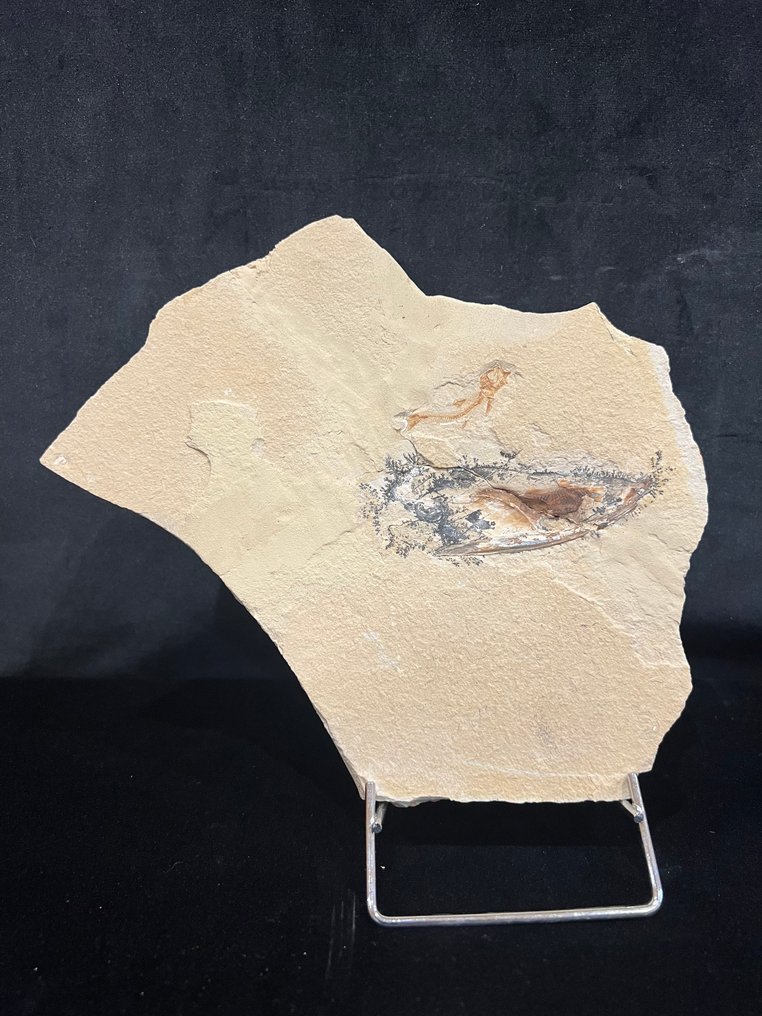 Fish - Απολιθωμένος σκελετός - Keuppia - 20 cm - 21 cm #1.0