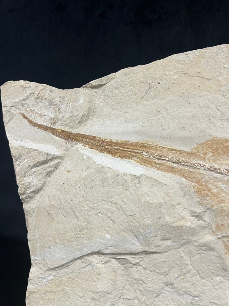 Fish - Απολιθωμένος σκελετός - Rhinobatos whitfieldi - 41 cm - 25 cm #2.1