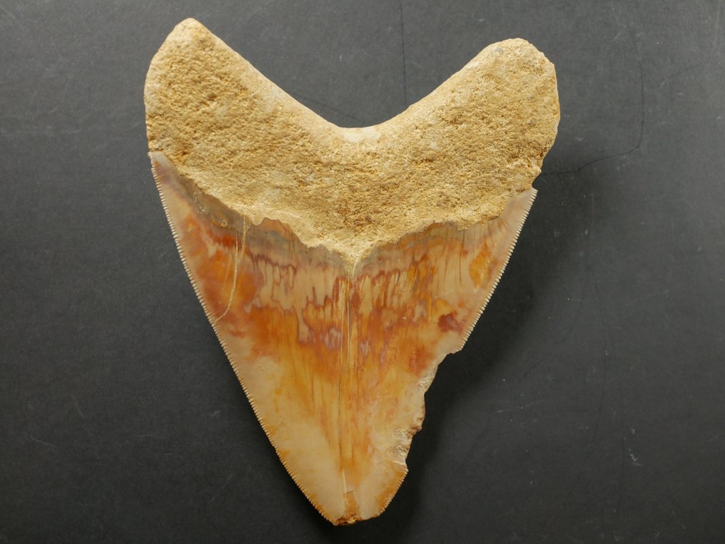 Megalodon - Fossil tooth - 12 cm #3.2