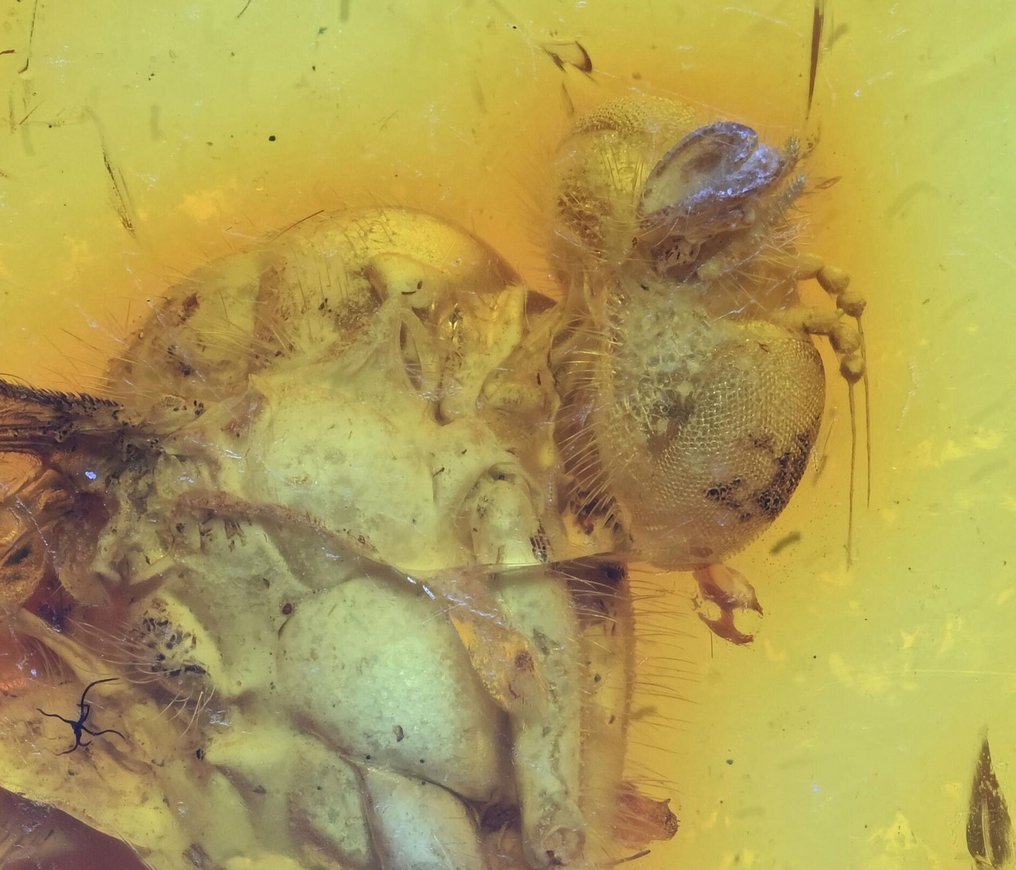 Baltic Amber - with AMAZING Detail Rhagionidae (Snipe Fly), fossil insect inclusion - Fossil cabochon  (No Reserve Price) #2.1