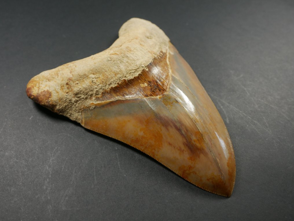 Megalodon - Fossiele tand - 12 cm #4.3