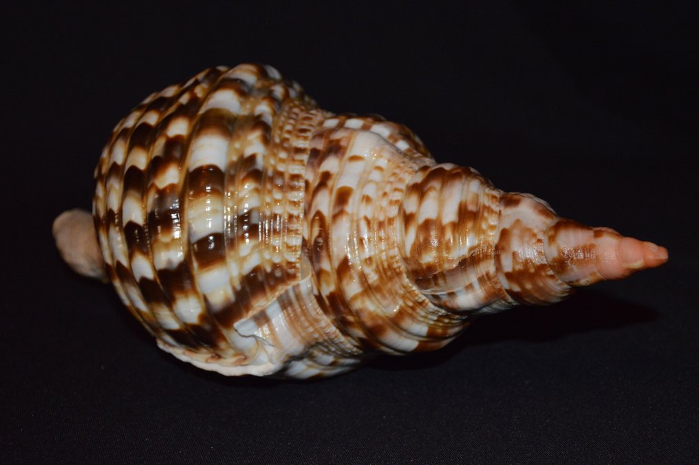 Lumaca di mare Conchiglia marina - M-948 CHARONIA VARIEGATA #4.3