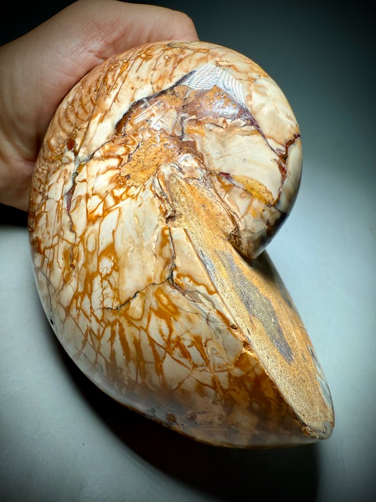 Großer polierter Fossil-Nautilus mit irisierendem Glanz. - Versteinerte Muschel - Cymatoceras sp. #2.1