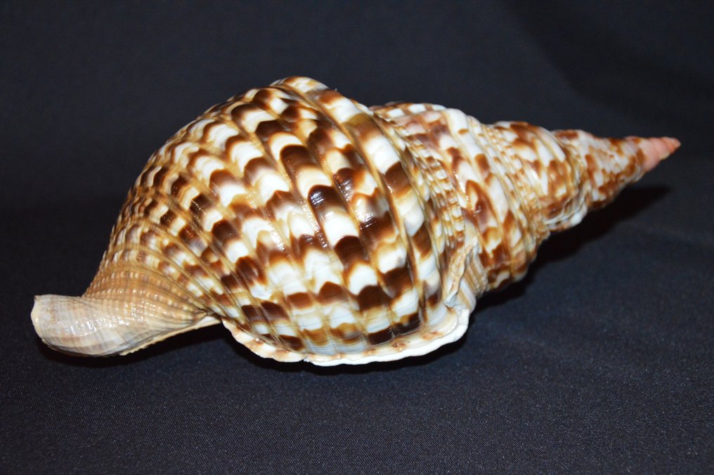 Lumaca di mare Conchiglia marina - M-948 CHARONIA VARIEGATA #3.2