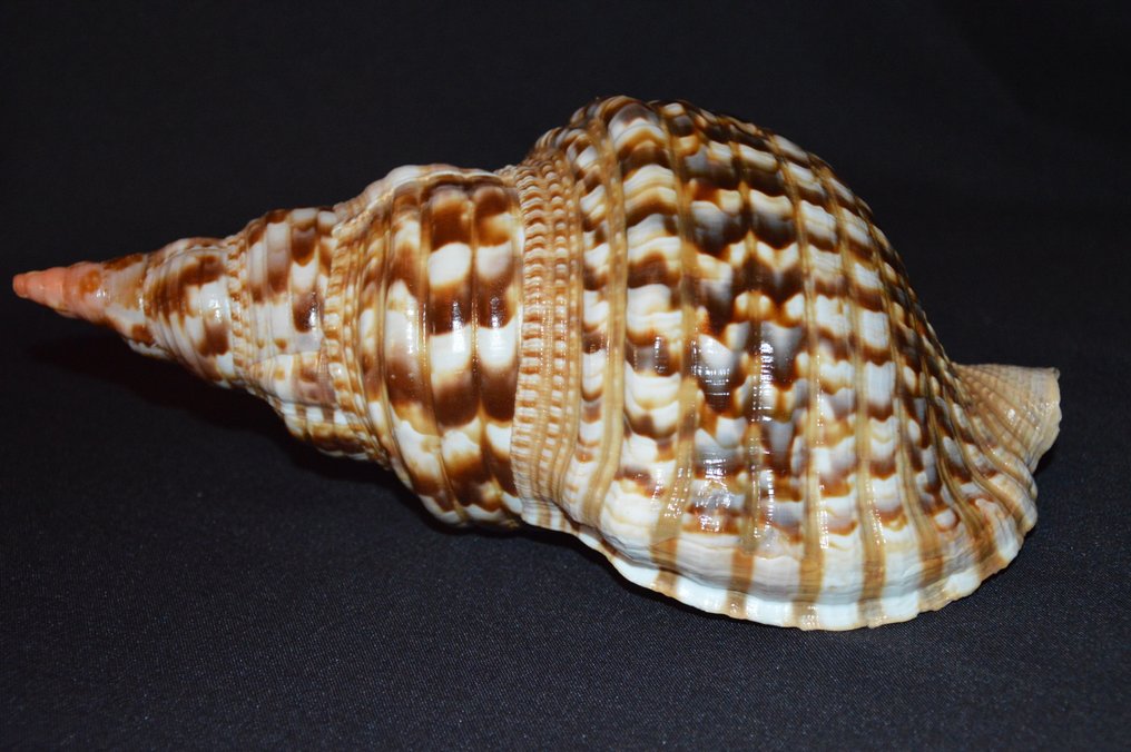 Lumaca di mare Conchiglia marina - M-948 CHARONIA VARIEGATA #1.0