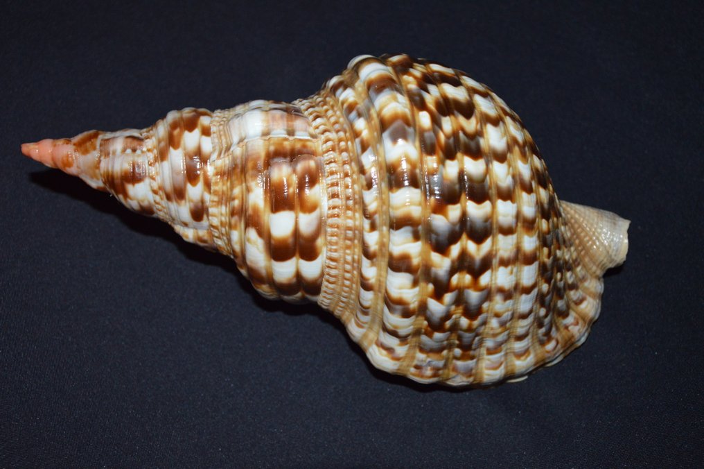 Lumaca di mare Conchiglia marina - M-948 CHARONIA VARIEGATA #1.0