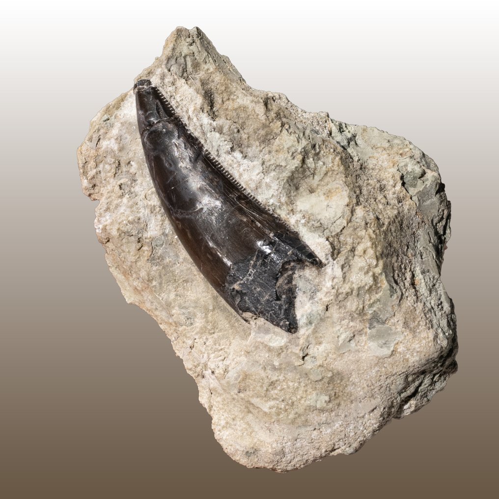 eredeti fog a Torvosaurus - Fosszilis fog - Dinosauria - 74 mm - 54 mm #2.1