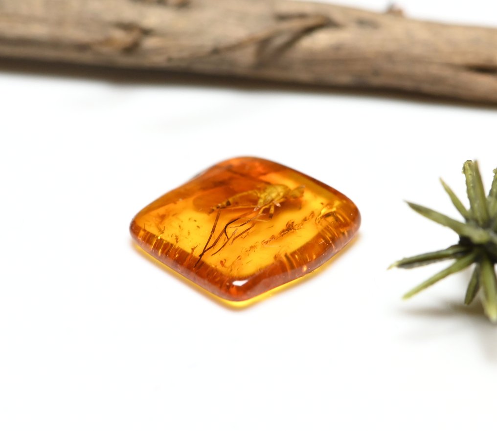 Baltic Amber - with AMAZING Detail Rhagionidae (Snipe Fly), fossil insect inclusion - Fossil cabochon  (No Reserve Price) #4.3