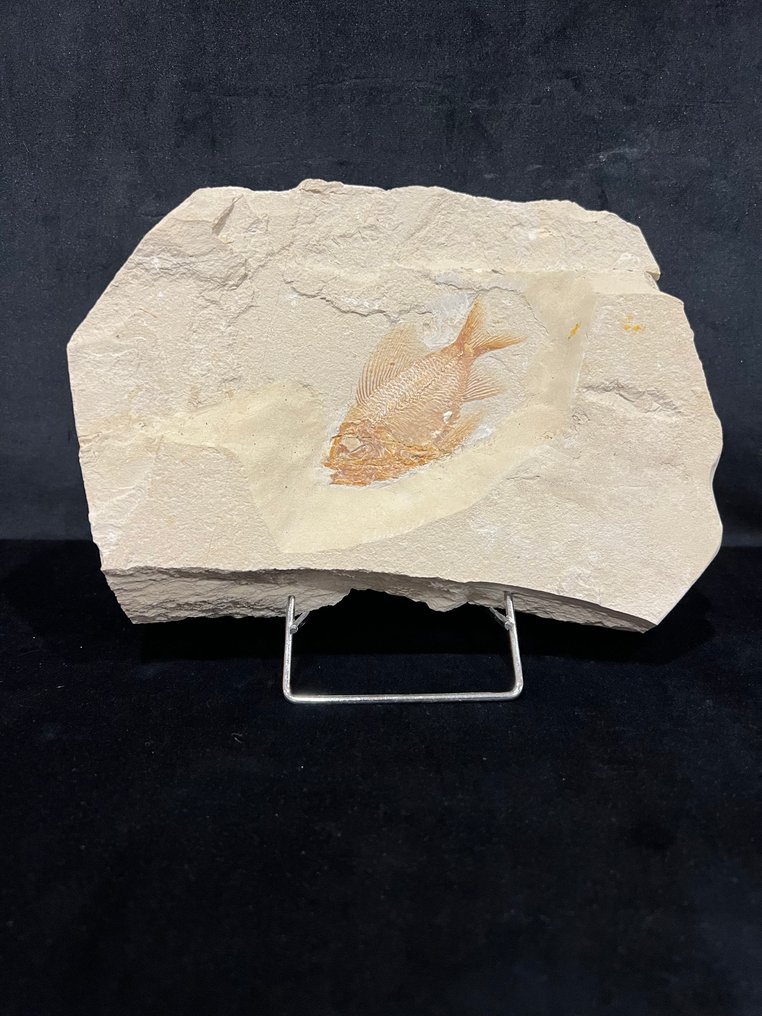 Fish - Απολιθωμένος σκελετός - Ctenothrissa signifer - 15.5 cm - 23.5 cm #1.0