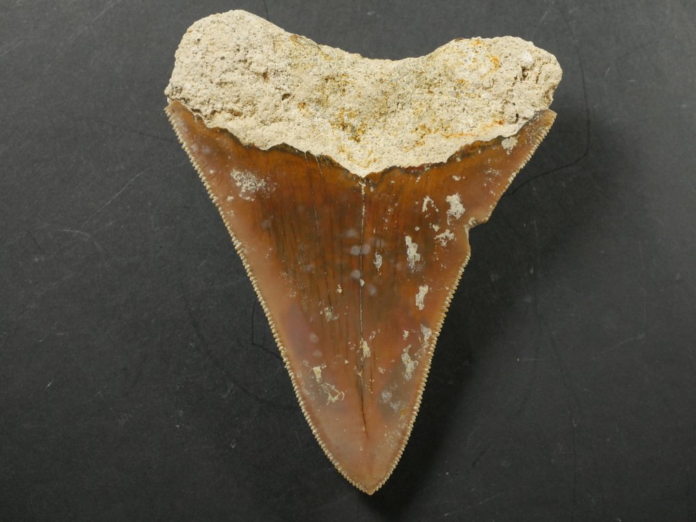 Megalodon - Fossil tand - 9.5 cm #1.0