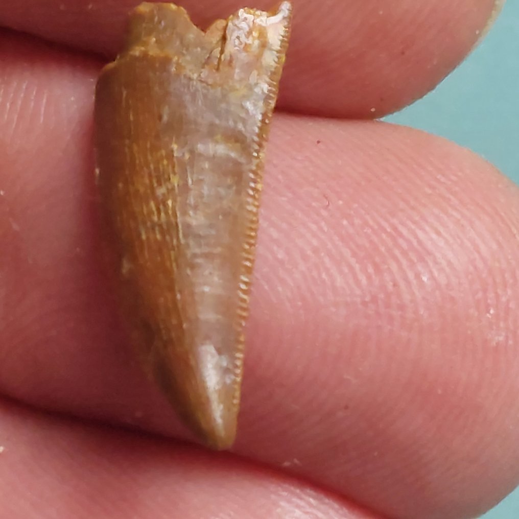 Dinosaur - Fossil tooth - Abelisaurus - 25 mm - 10 mm (No Reserve Price) #2.1