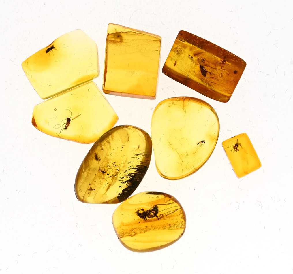 波罗的海琥珀——一组8件，均含优质化石昆虫包裹物。 - 圓形寶石化石  (沒有保留價) #1.0