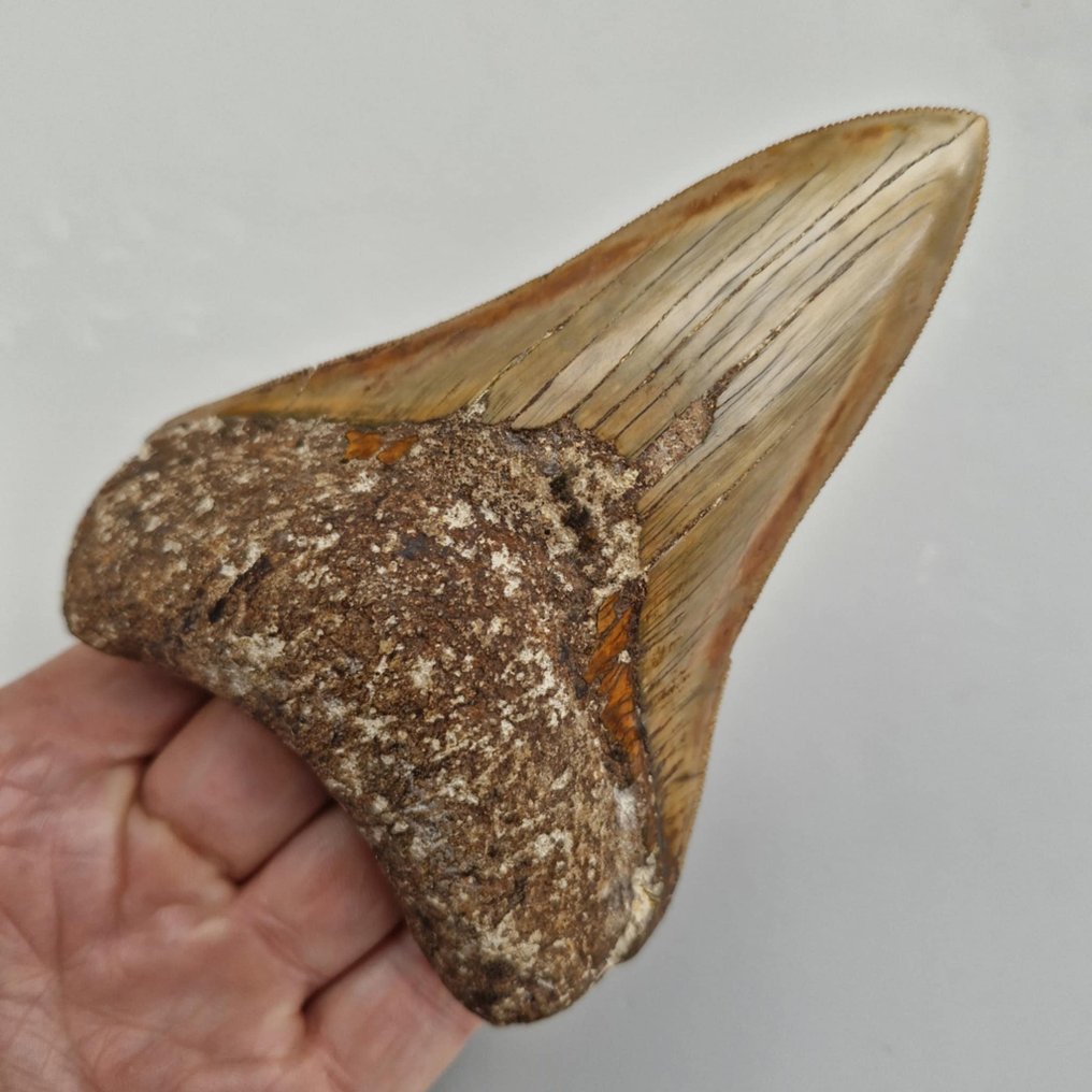 Qualité Megalodon Shark - Dent fossile - megaselachus megalodon - 126 mm - 92 mm #1.0
