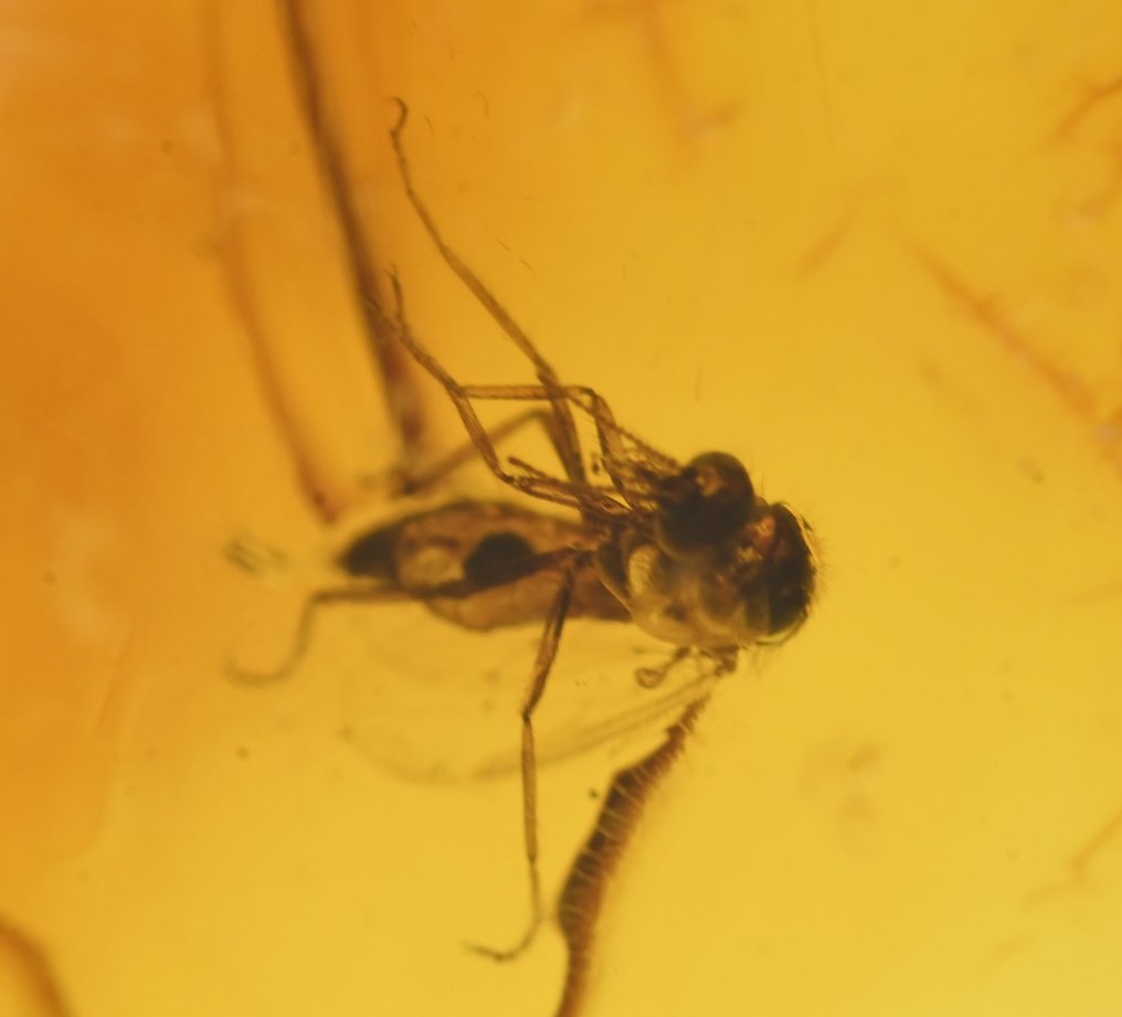 Ambra baltica - Gruppo di 8 pezzi, tutti con inclusioni di insetti fossili di qualità. - Cabochon fossile (Senza prezzo di riserva) #4.3