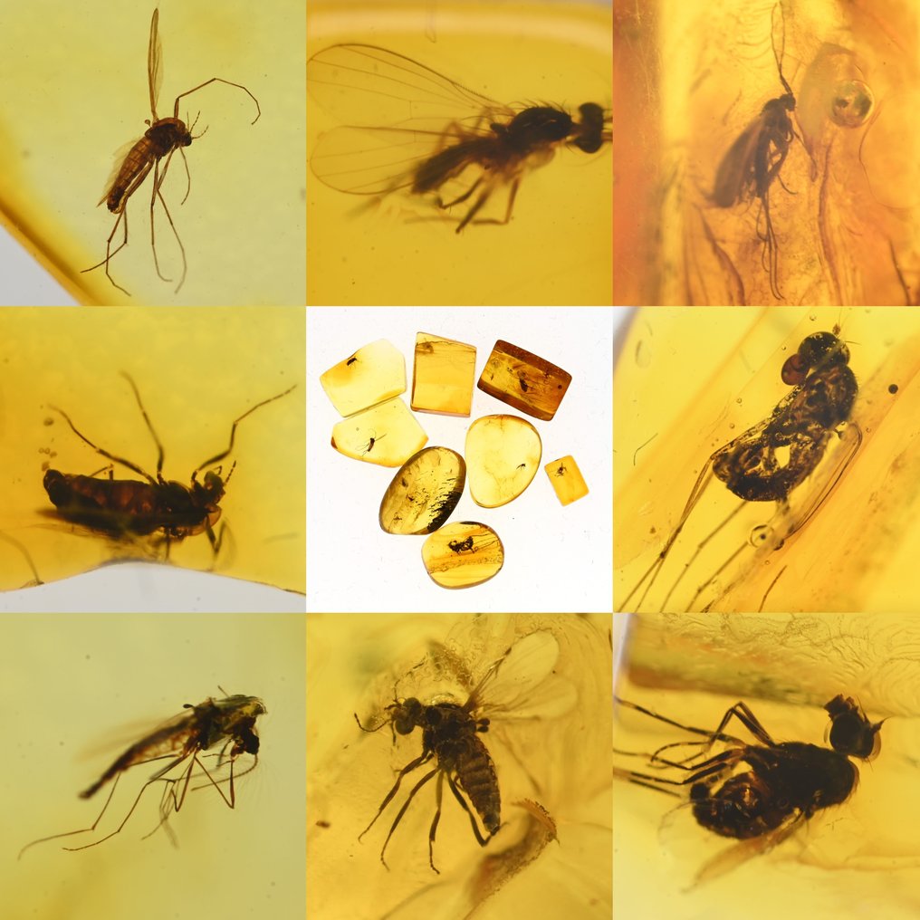 波罗的海琥珀——一组8件，均含优质化石昆虫包裹物。 - 圓形寶石化石  (沒有保留價) #1.0