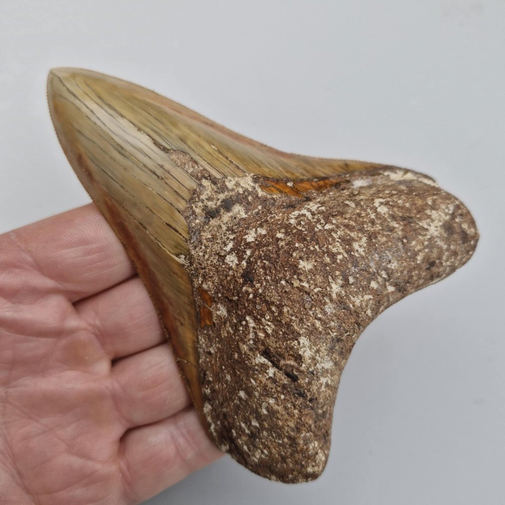 Qualité Megalodon Shark - Dent fossile - megaselachus megalodon - 126 mm - 92 mm #2.1
