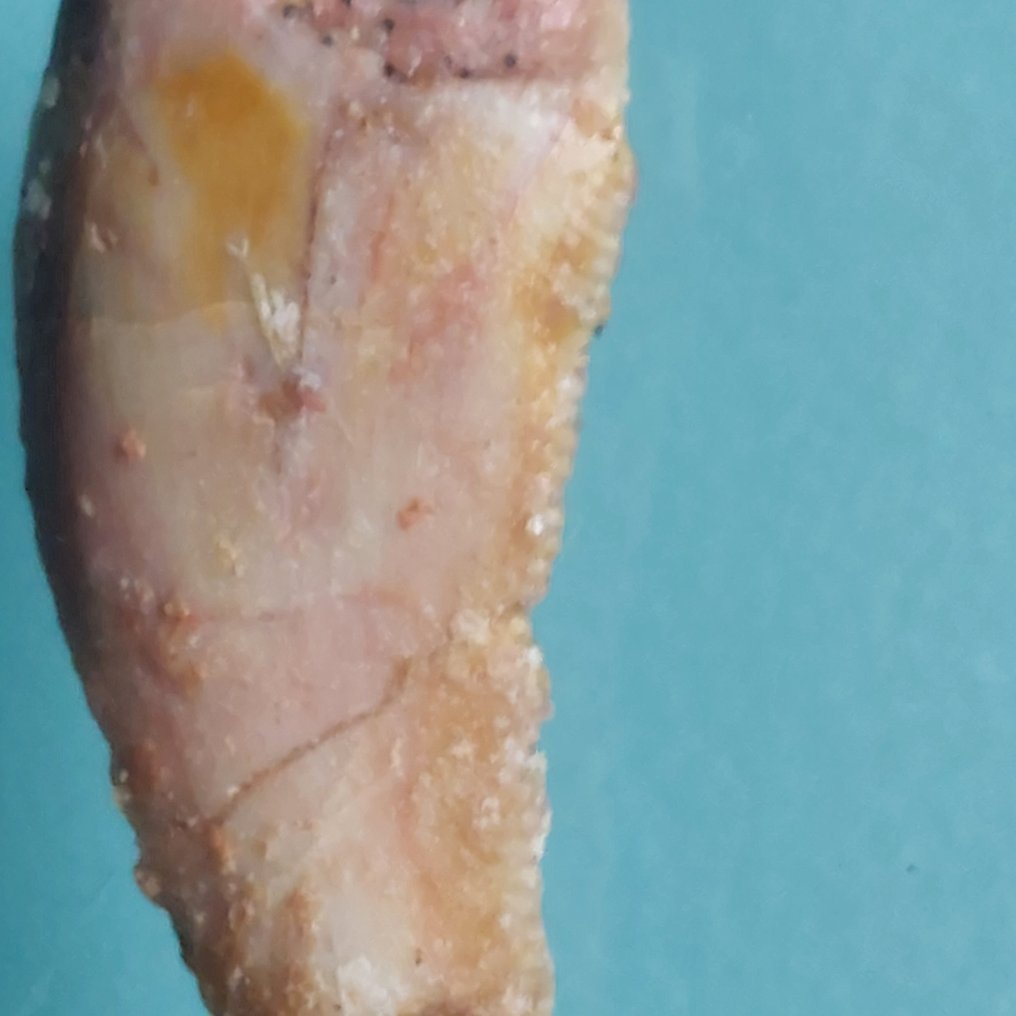 恐龙 - 牙齿化石 - Abelisaurus - 19 mm - 10 mm  (没有保留价) #2.1