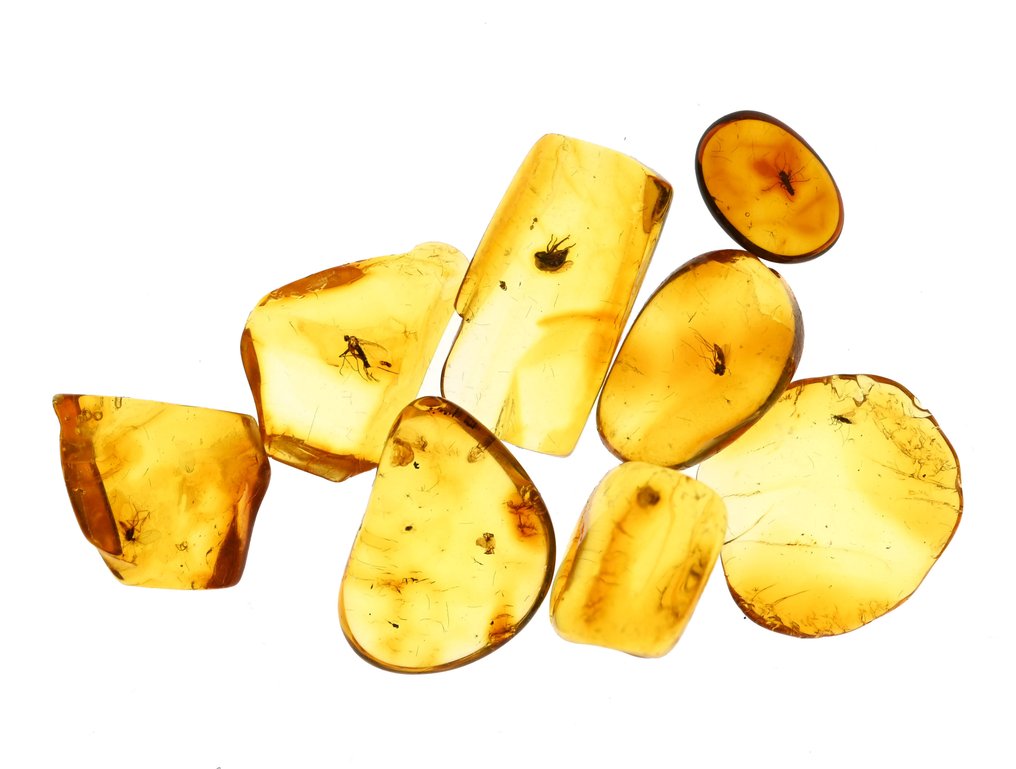 Ambra baltica - Gruppo di 8 pezzi, tutti con inclusioni di insetti fossili di qualità. - Cabochon fossile (Senza prezzo di riserva) #1.0