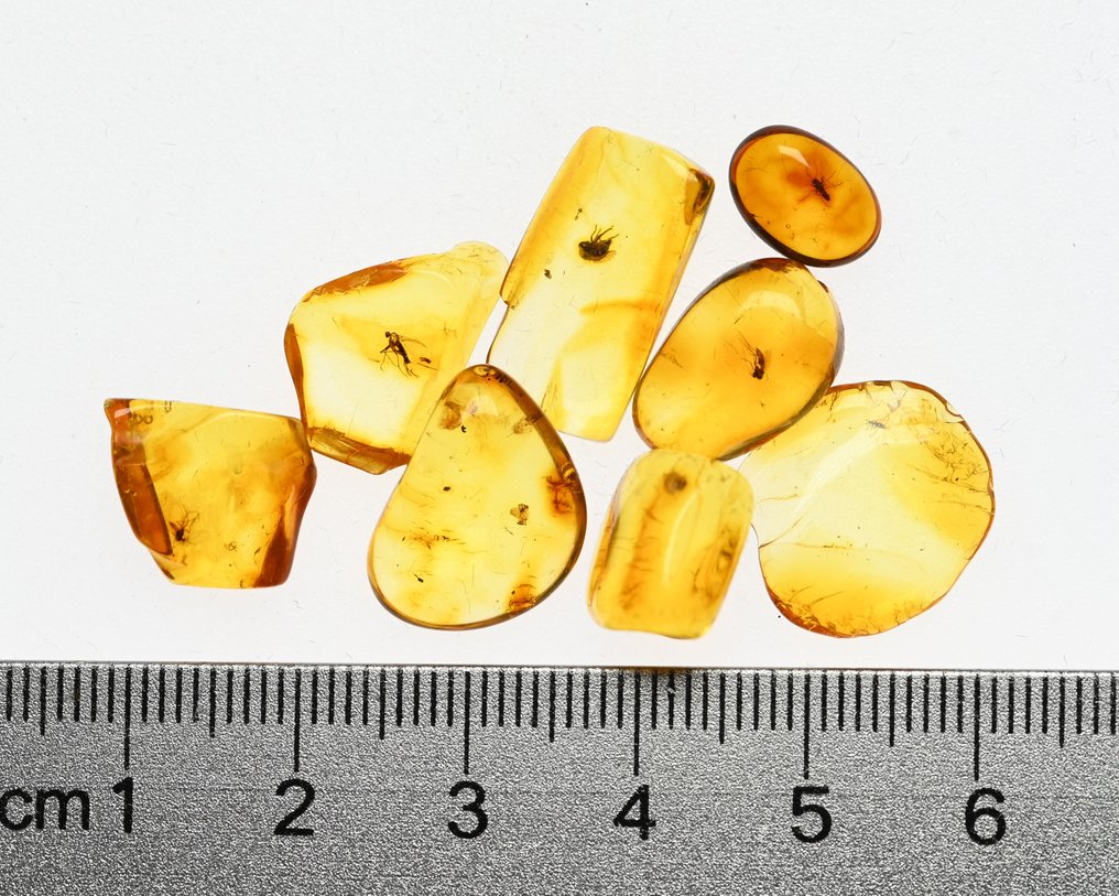 Ambra baltica - Gruppo di 8 pezzi, tutti con inclusioni di insetti fossili di qualità. - Cabochon fossile (Senza prezzo di riserva) #2.1