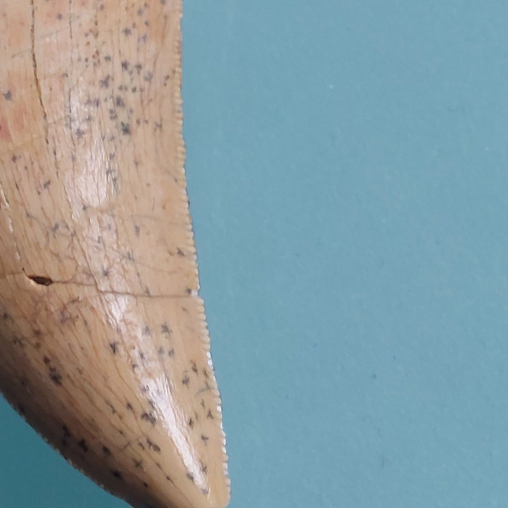 Dinosaurie - Fossil tand - Carcharodontosaurus sp. - 44 mm - 20 mm #3.2