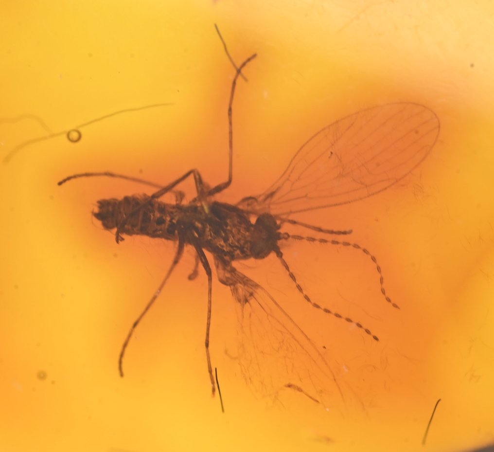 Ambra baltica - Gruppo di 8 pezzi, tutti con inclusioni di insetti fossili di qualità. - Cabochon fossile (Senza prezzo di riserva) #3.2