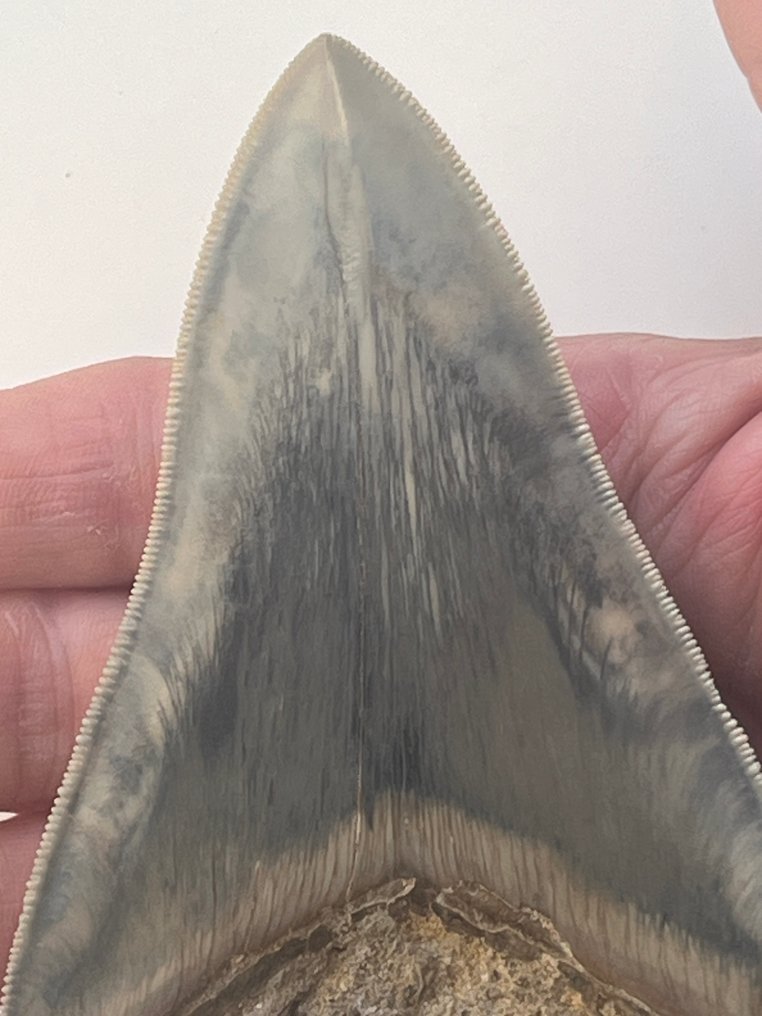 Nagy Megalodon fog, 13,1 cm - Fosszilis fog - Carcharocles megalodon #1.0