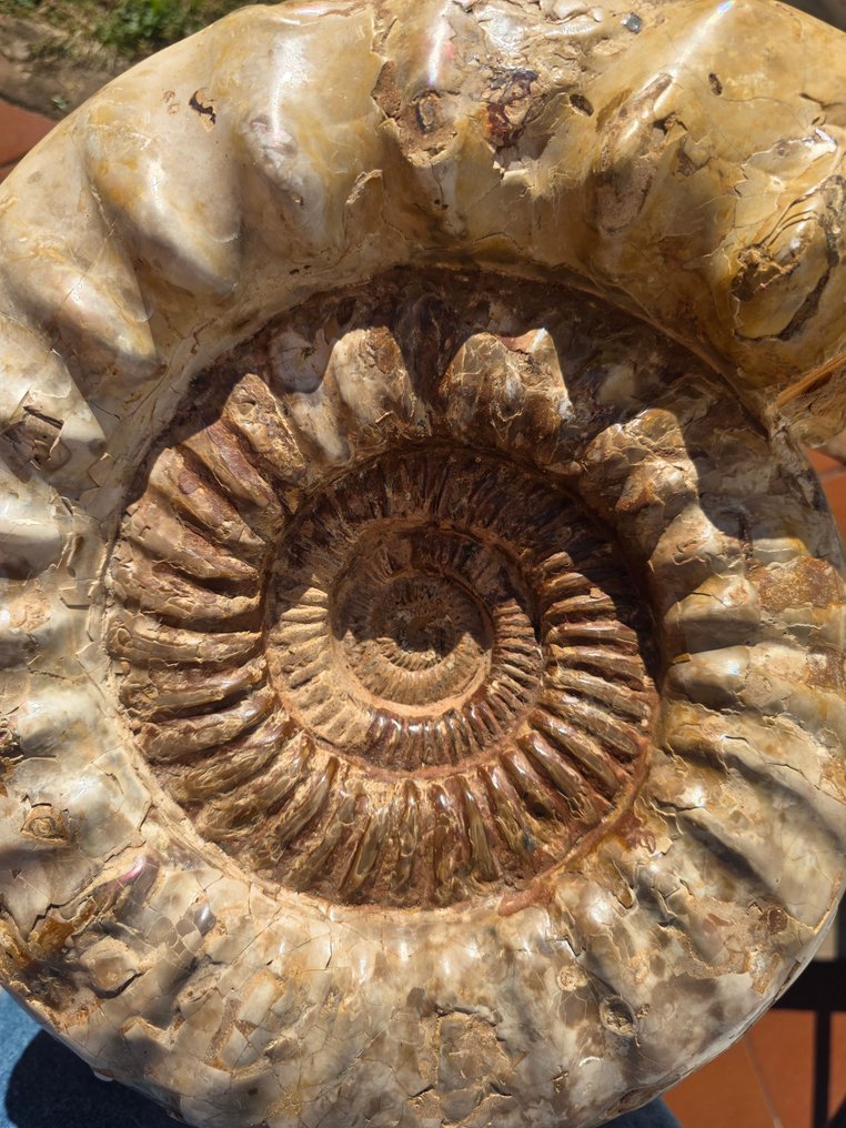Stor ammonit - Forstenet skal - Perisphinctid #4.3