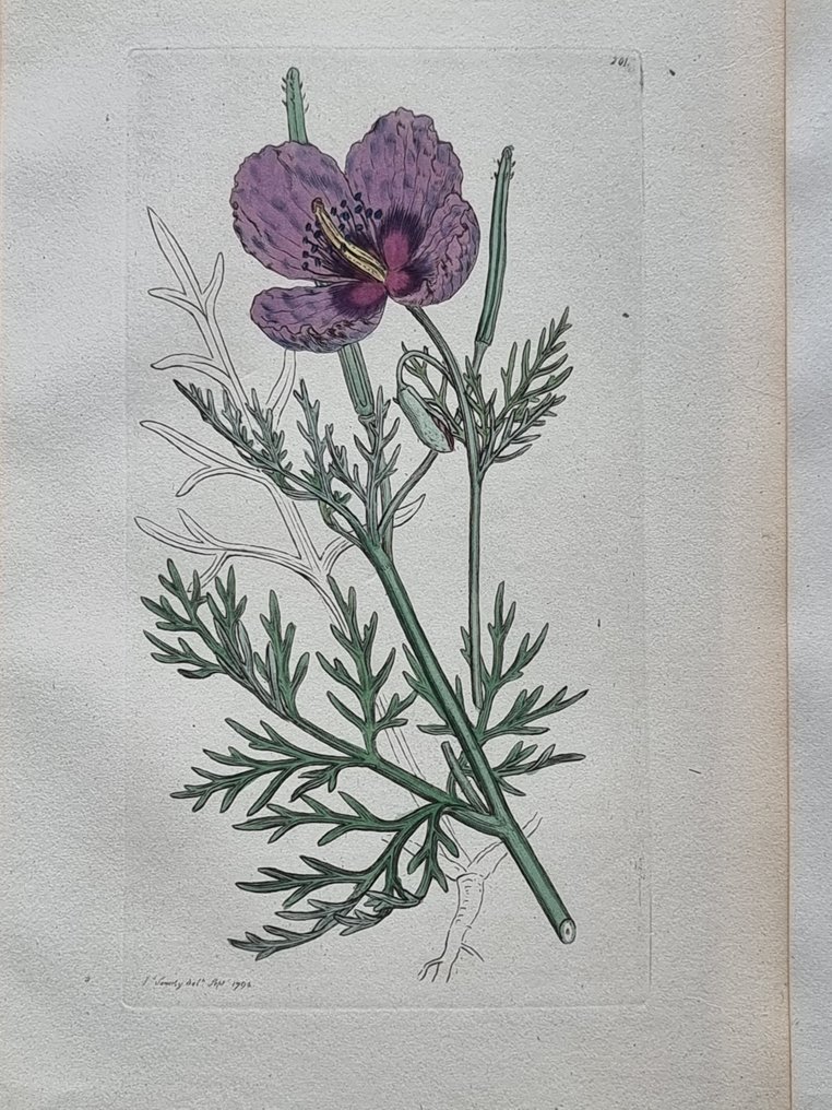 James Edward Smith (1759-1828) - James Sowerby (1757-1822) - Lot. of 13 sheets - British Plant - Paeoniaceae #3.2